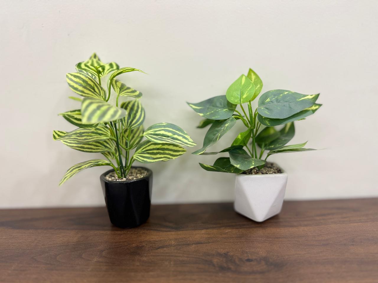 Aesthetic Small Plants 2 pieces