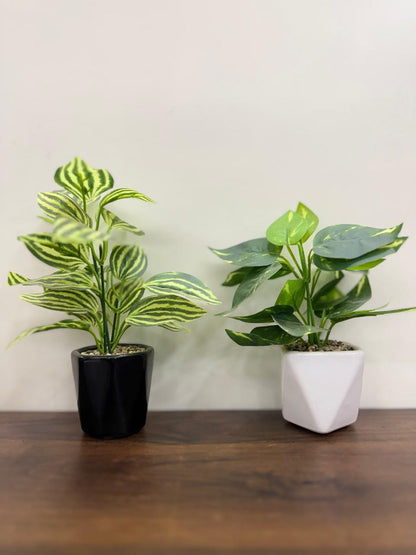 Aesthetic Small Plants 2 pieces
