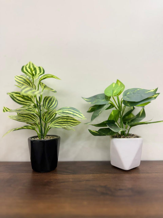 Aesthetic Small Plants 2 pieces